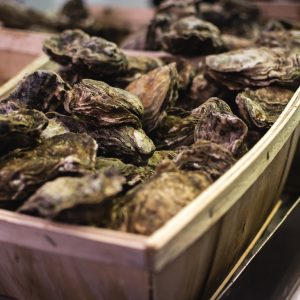 Fresh oysters for sale