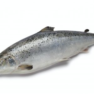 Fresh salmon fish
