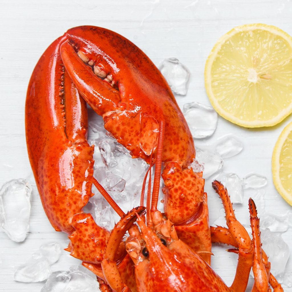 2+ Lb Live Lobster - Santa Rosa Seafood